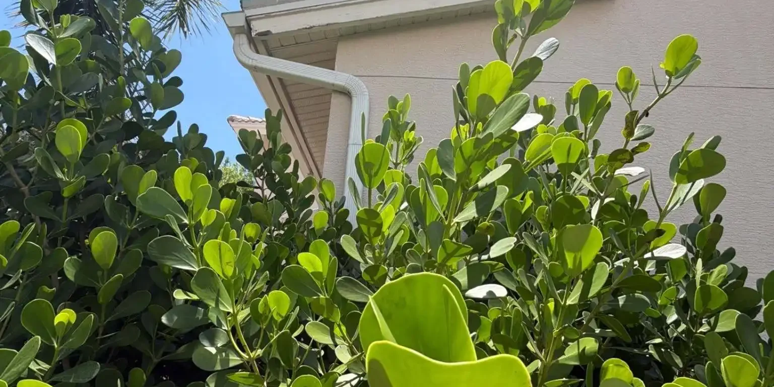 Looking up toward a clean gutter system, white fascia trim, and soffit layout behind lush garden shrubs on June 12.